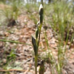 Thelymitra (Genus) (Sun Orchid) at Downer, ACT - 1 Nov 2020 by Liam.m