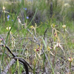 Caladenia atrovespa at Downer, ACT - suppressed