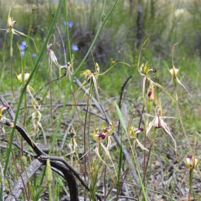 Caladenia atrovespa (Green-comb Spider Orchid) at Black Mountain - 1 Nov 2020 by Liam.m