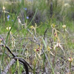 Caladenia atrovespa (Green-comb Spider Orchid) at Downer, ACT - 1 Nov 2020 by Liam.m