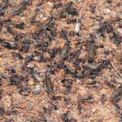 Iridomyrmex purpureus (Meat Ant) at Deakin, ACT - 2 Nov 2020 by JackyF