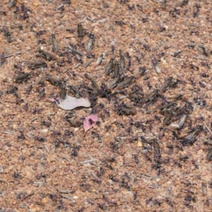 Iridomyrmex purpureus at Deakin, ACT - 2 Nov 2020