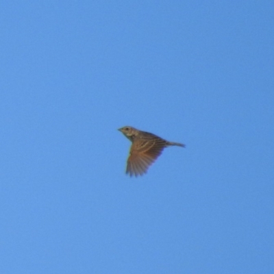 Mirafra javanica (Singing Bushlark) at Holt, ACT - 1 Nov 2020 by Liam.m