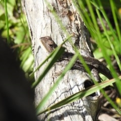 Amphibolurus muricatus (Jacky Lizard) at Downer, ACT - 1 Nov 2020 by Liam.m