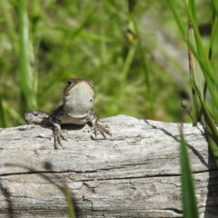 Amphibolurus muricatus at Downer, ACT - 1 Nov 2020