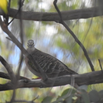Phaps chalcoptera (Common Bronzewing) at Black Mountain - 1 Nov 2020 by Liam.m