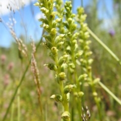 Microtis unifolia (Common Onion Orchid) at Black Mountain - 1 Nov 2020 by Liam.m