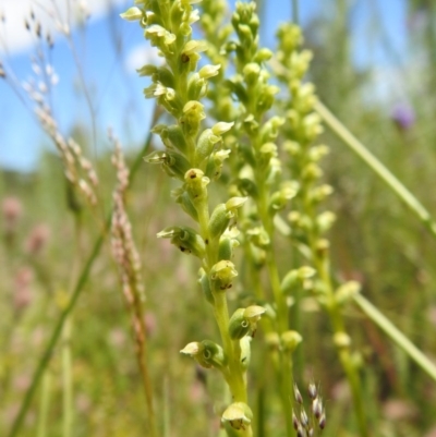 Microtis unifolia (Common Onion Orchid) at Downer, ACT - 1 Nov 2020 by Liam.m