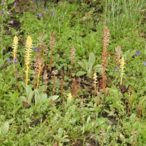 Orobanche minor at Conder, ACT - 25 Oct 2020