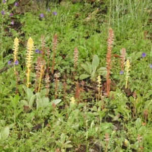 Orobanche minor at Conder, ACT - 25 Oct 2020 10:39 AM