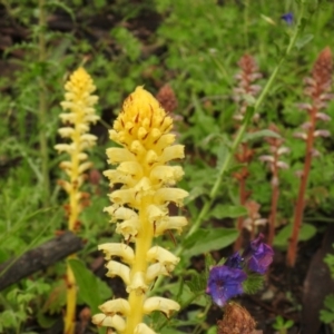 Orobanche minor at Conder, ACT - 25 Oct 2020