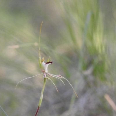 Caladenia atrovespa (Green-comb Spider Orchid) at Fadden, ACT - 29 Oct 2020 by Liam.m