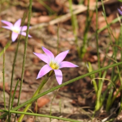 Romulea rosea var. australis (Onion Grass) at Macarthur, ACT - 16 Sep 2020 by Liam.m