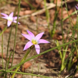 Romulea rosea var. australis at Macarthur, ACT - 16 Sep 2020