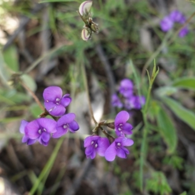 Swainsona sericea (Silky Swainson-Pea) at Red Hill to Yarralumla Creek - 1 Nov 2020 by JackyF