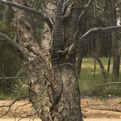 Varanus varius (Lace Monitor) at Yass River, NSW - 2 Nov 2020 by SueMcIntyre