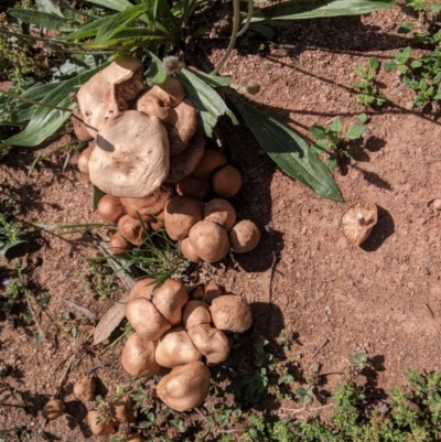 Marasmius oreades (Fairy-ring Champignon) at Hughes, ACT - 2 Nov 2020 by JackyF