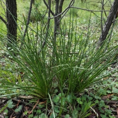 Eryngium ovinum (Blue Devil) at Red Hill Nature Reserve - 31 Oct 2020 by JackyF