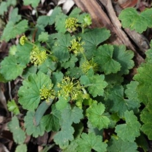 Hydrocotyle laxiflora at Red Hill, ACT - 1 Nov 2020