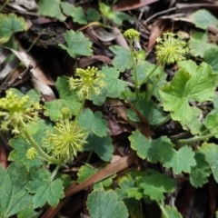 Hydrocotyle laxiflora at Red Hill, ACT - 1 Nov 2020