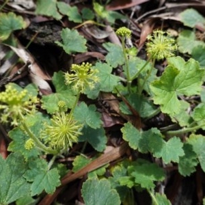 Hydrocotyle laxiflora at Red Hill, ACT - 1 Nov 2020 09:44 AM