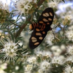 Amata (genus) (Handmaiden Moth) at Broulee Moruya Nature Observation Area - 30 Oct 2020 by PeterA
