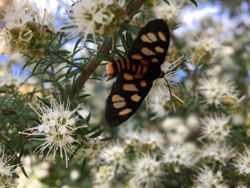 Amata (genus) at Broulee, NSW - 30 Oct 2020