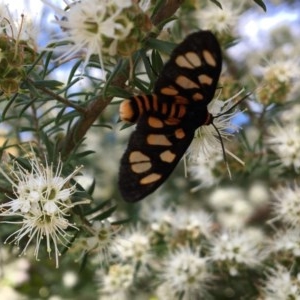 Amata (genus) at Broulee, NSW - 30 Oct 2020