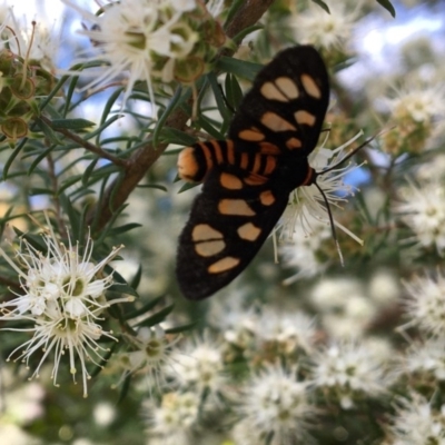 Amata (genus) (Handmaiden Moth) at Broulee, NSW - 30 Oct 2020 by PeterA