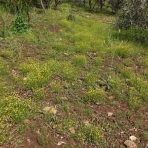 Calotis lappulacea at Red Hill, ACT - 1 Nov 2020