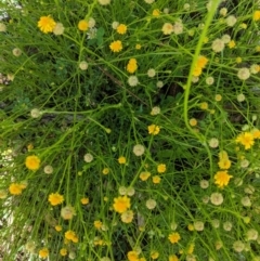 Calotis lappulacea at Red Hill, ACT - 1 Nov 2020