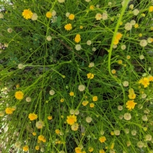 Calotis lappulacea at Red Hill, ACT - 1 Nov 2020