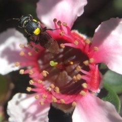 Exoneura sp. (genus) (A reed bee) at Broulee Moruya Nature Observation Area - 30 Oct 2020 by PeterA