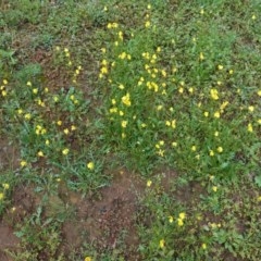 Goodenia pinnatifida (Scrambled Eggs) at Red Hill Nature Reserve - 31 Oct 2020 by JackyF