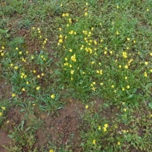 Goodenia pinnatifida at Red Hill, ACT - 1 Nov 2020