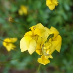 Goodenia pinnatifida at Red Hill, ACT - 1 Nov 2020