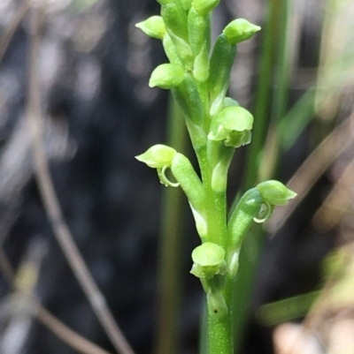 Microtis unifolia (Common Onion Orchid) at Black Mountain - 2 Nov 2020 by Wen