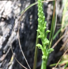 Microtis unifolia at Acton, ACT - suppressed