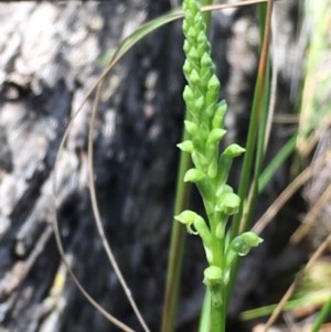 Microtis unifolia at Acton, ACT - suppressed