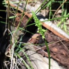 Microtis unifolia at Acton, ACT - suppressed