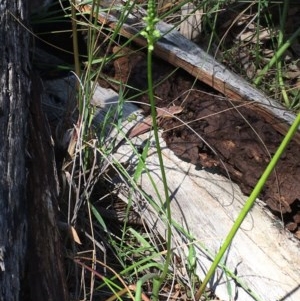 Microtis unifolia at Acton, ACT - suppressed