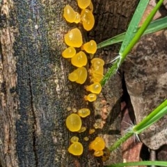 zz jelly-like puzzles at Red Hill, ACT - 31 Oct 2020 by JackyF