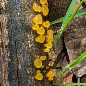 zz jelly-like puzzles at Red Hill, ACT - 1 Nov 2020