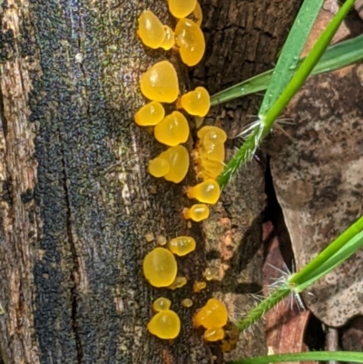 zz jelly-like puzzles at Red Hill Nature Reserve - 31 Oct 2020 by JackyF