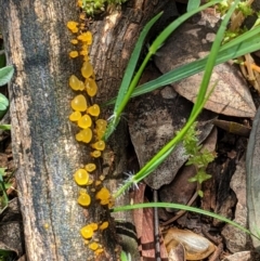 zz jelly-like puzzles at Red Hill, ACT - 1 Nov 2020 10:19 AM