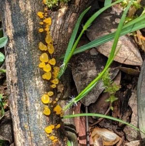 zz jelly-like puzzles at Red Hill, ACT - 1 Nov 2020