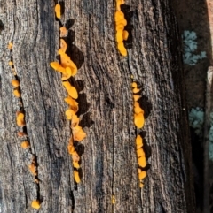 zz jelly-like puzzles at Red Hill, ACT - 1 Nov 2020 10:19 AM