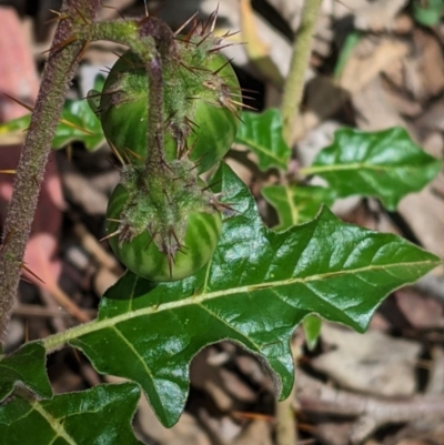 Solanum cinereum (Narrawa Burr) at Red Hill Nature Reserve - 31 Oct 2020 by JackyF