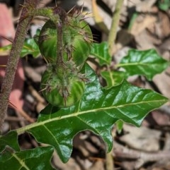 Solanum cinereum (Narrawa Burr) at Red Hill, ACT - 31 Oct 2020 by JackyF