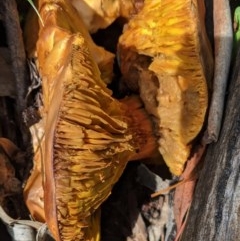 Unidentified Cap on a stem; gills below cap [mushrooms or mushroom-like] at Red Hill, ACT - 31 Oct 2020 by JackyF